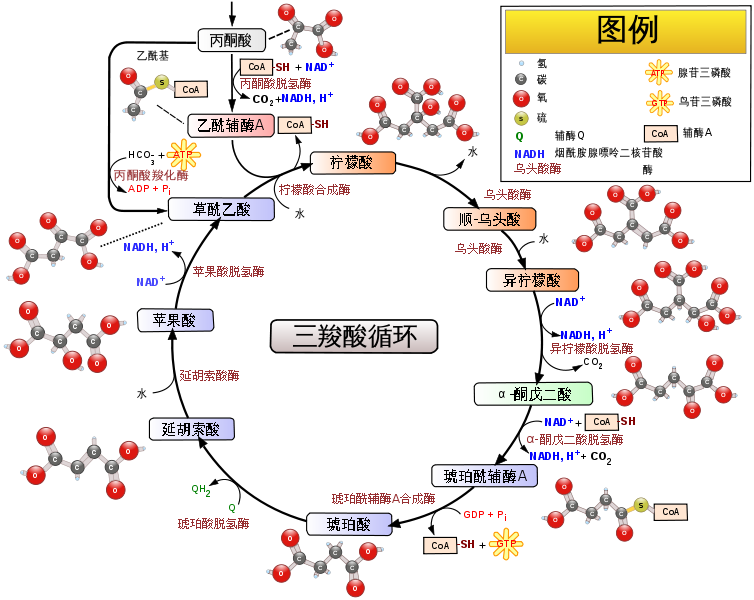 三羧酸循环示意图-图片1