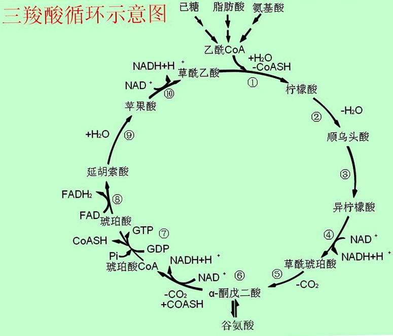三羧酸循环示意图-图片2